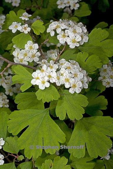 spirea triloba 3 graphic